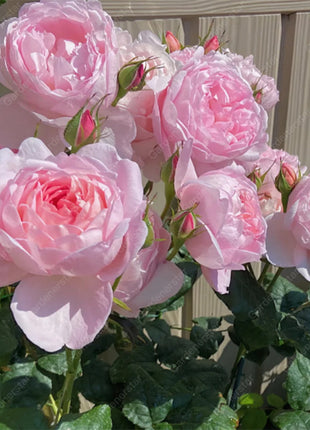 🌹Climbing Rose Seeds - Luck Rises