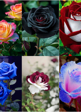 Rare Rose Seeds for Planting