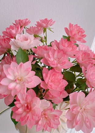 Miniature Rosa Chinensis-Sky Lotus Stars🌺