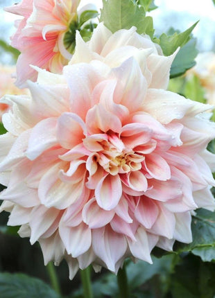 💐Colorful Dahlia Seeds-The Power of Life