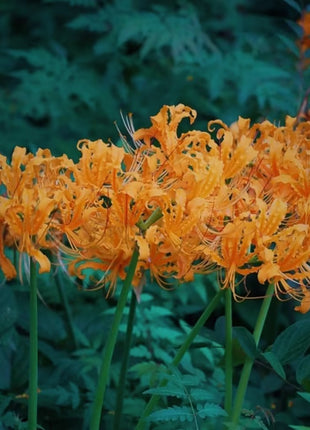 Higanbana Spider Lily Equinox Flower Bulbs