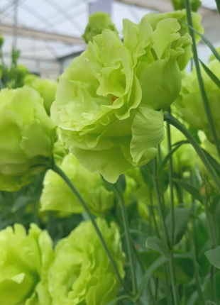 🌺Rose Balloon Flower, Platycodon Grandiflorus - Sincere Love
