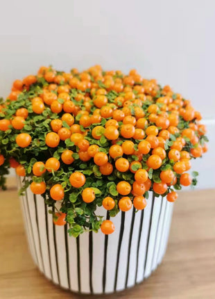 Pearl Orange Succulent Potted Plant