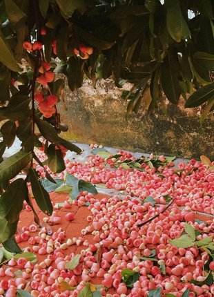 Pink Lotus Mist Seeds