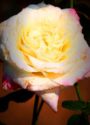 Beautiful Mini Rose Seeds, 100pcs/pack