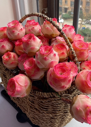 Mountain Rose Succulent Plant