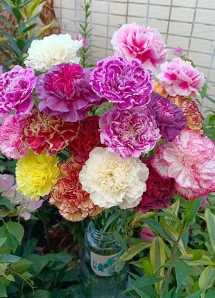 Multicolor Carnation Seeds