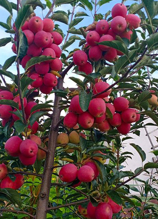 Xantolis Stenosepala Mini Apple Seeds