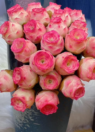 Mountain Rose Succulent Plant