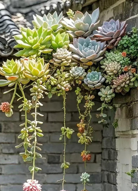 Rare 300pcs Mixed Succulent Seeds – Easy to Grow, Vibrant, Colorful, and Unique Plants for Your Garden, Home Pots, and Decor