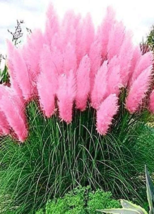 Mixed Pampas Grass Ornamental Seeds