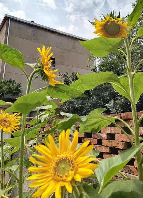 Tall Sunflowers by Height