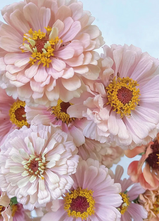 Dwarf Zinnia Seeds - New in 2024