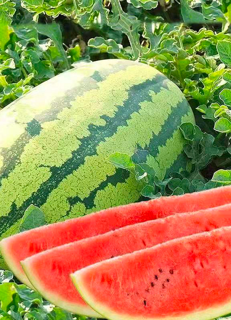 🍉Watermelon Seeds - Lazy