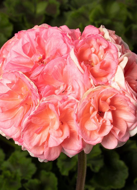 Rosebud Astrid Seeds