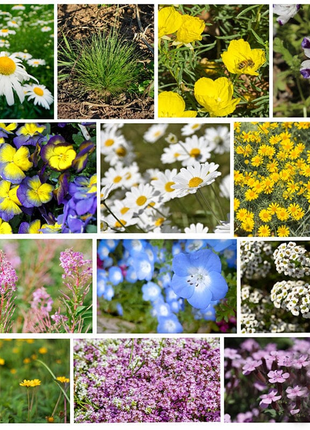 Alternative Lawn Seeds - Wildflower Seeds Mix