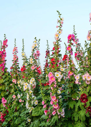 Single Flowered Hollyhock Seeds