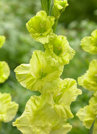 Gladiolus Flower
