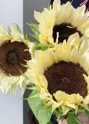 50 Seeds Yellow sunflower with black heart
