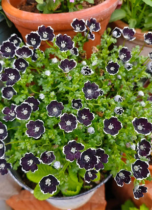 Baby Blue Eyes Seeds