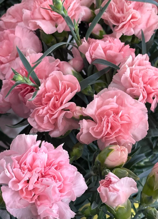 🌹Double Carnation Seeds—Mother's Day Flowers