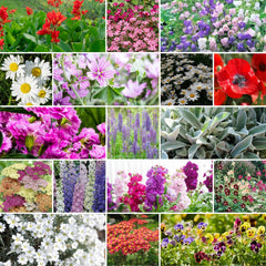 Collection image for: Wildflower