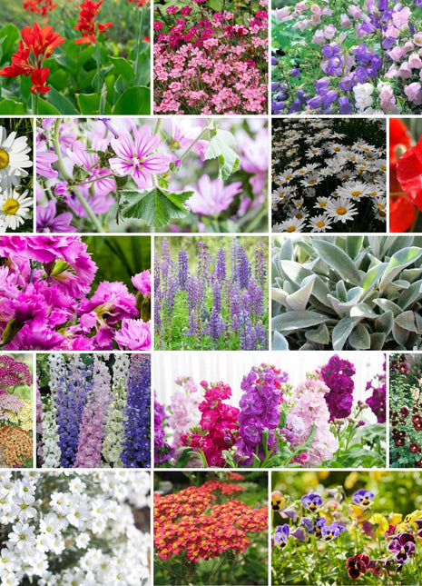 First Year Flowering Perennial Wildflower Seed Mix