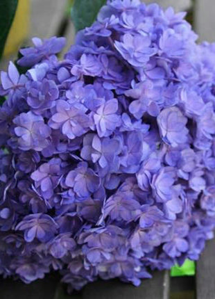 Hydrangea Seed: Unlock Nature's Beauty