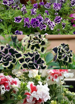 Double Petunia Seeds