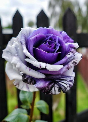 Rare Tricolor Rose 'Watercolor'