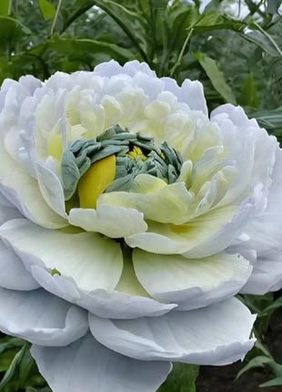 Chinese Peony Seeds for Home Garden