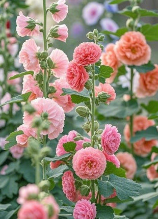 200 Hollyhock Seeds with Stunning Tall Blooms, Perfect for Fences, Natural Screens & Bee Gardens