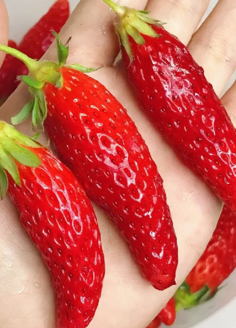 Rare Chili Strawberry Fruits Seeds