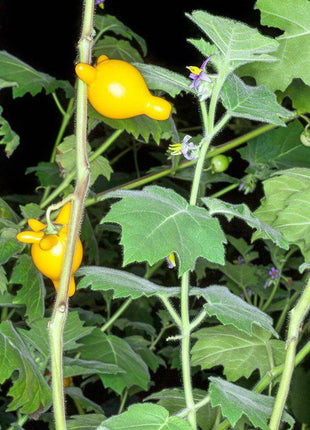 Nipple Fruit Seeds ~ Cow's Udder ~ Titty Fruit ~ Apple of Sodom (Solanum mammosum) ~ Nipplefruit Bizarre Fruit in the Solanum Family