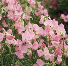 SALMON CREAM SWEET PEA SEED