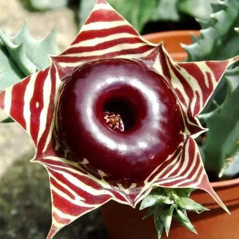 20pcs The Little Owl Royal Succulent Seeds