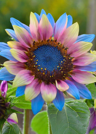 Twin-Blossom Blue Over Pink Sunflower Seeds