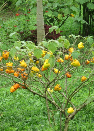 Nipple Fruit Seeds ~ Cow's Udder ~ Titty Fruit ~ Apple of Sodom (Solanum mammosum) ~ Nipplefruit Bizarre Fruit in the Solanum Family