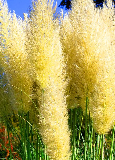 Mixed Pampas Grass Ornamental Seeds