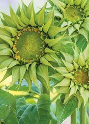 Green sunflowers, sunflower seeds,
