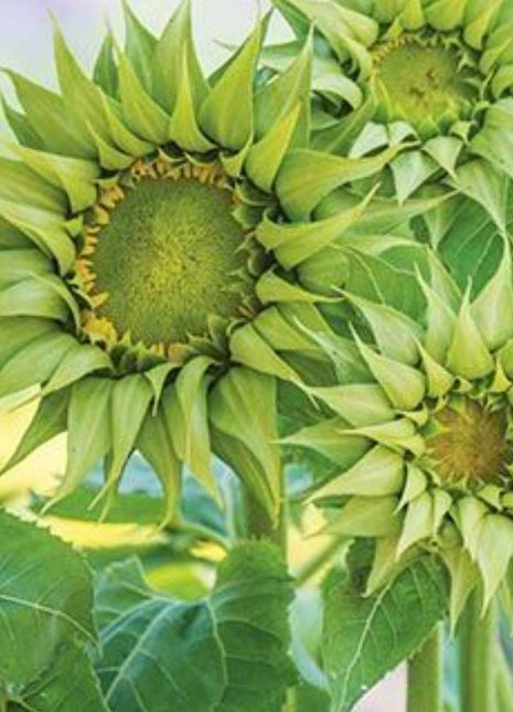 Green sunflowers, sunflower seeds,