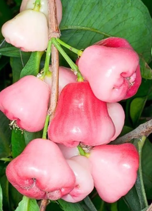 Pink Lotus Mist Seeds