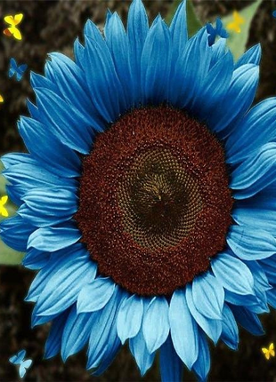 Bright Blue Sunflower Seeds