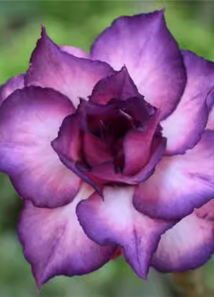 Purple Desert Rose Seeds