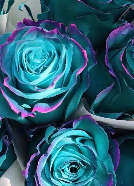 Garden of Dreams with Rare Color Varieties of Rose Seeds