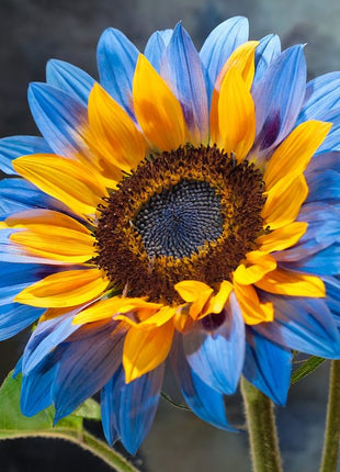 🌻50+ Mixed Color Sunflowers