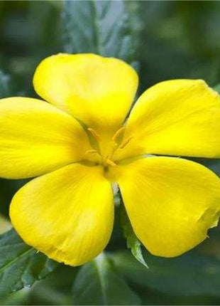 'Clock Flower' Turneraceae