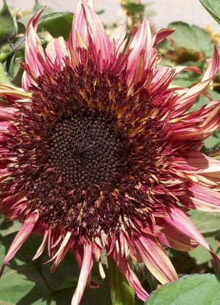 Uniquely different Double Dandy Sunflower Seeds 50 Per Pack