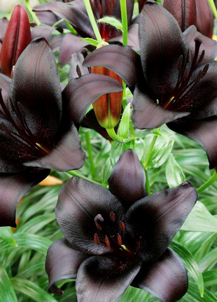 Night Rider Lily Seeds