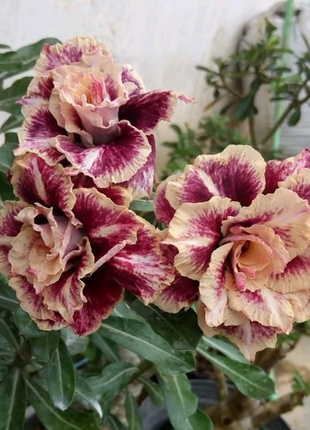 Desert Rose -- Brown Pink